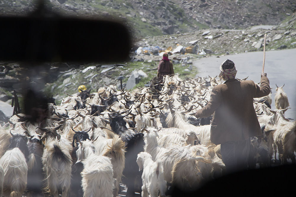 Eine Schafsherde vor unserem Jeep im Himalaya