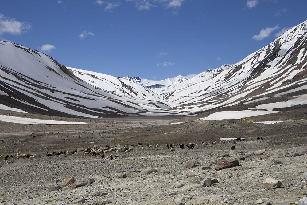 Schafsherde vor Schneebedecktne Himalaya