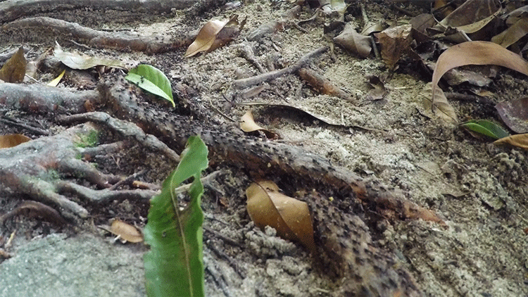 Ameisen-Straße im Penang Nationalpark