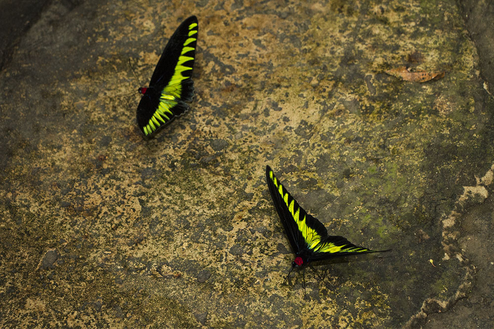 Brookes Bidwing Butterfly (Trogonoptera brookiana), eine Art Ritterfalter, im Mulu Nationalpark