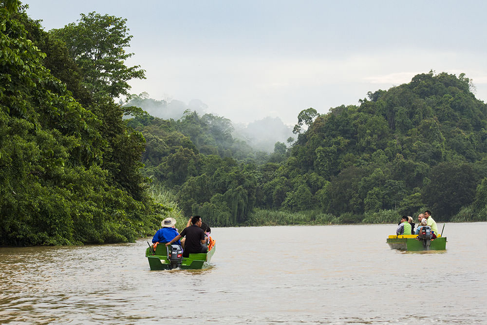 Flusssafari auf dem Kinabatangan in Sabah