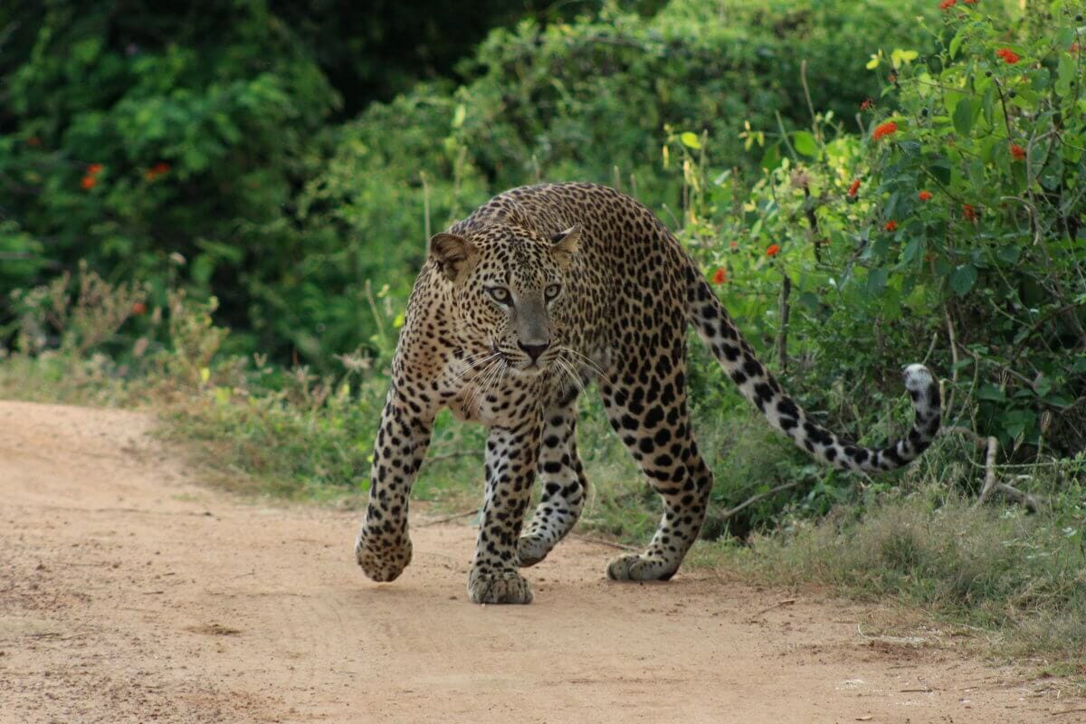 Leopard im Yala Nationalpark