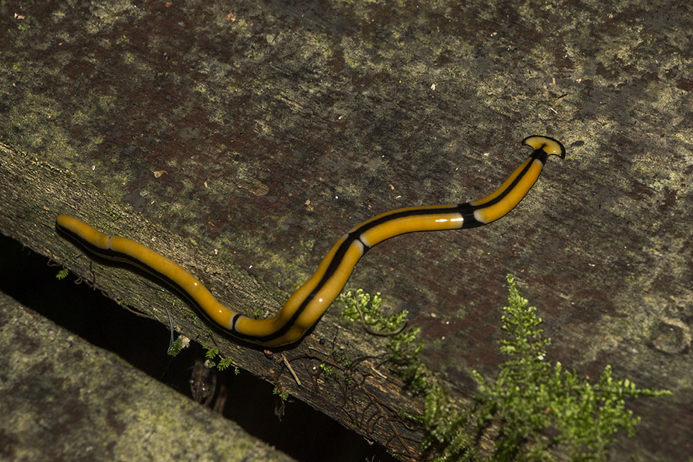 Ein gelb-schwarzer Hammer Head Worm (Bipalium)