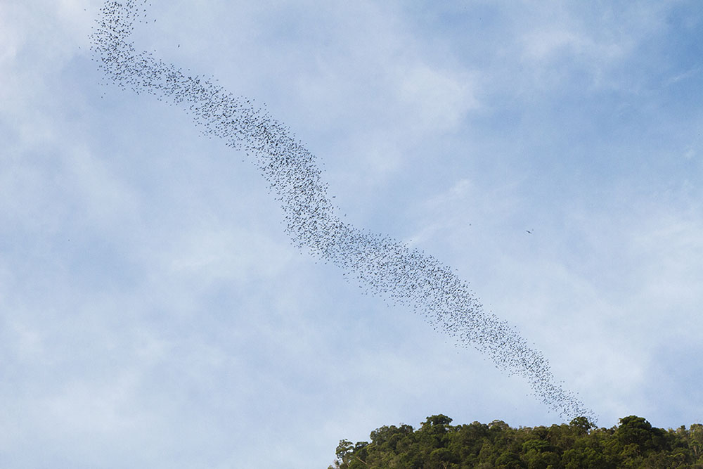 Riesige Fledermaus-Schwärme verlassen die Höhlen des Gunung Mulu Nationalparkes