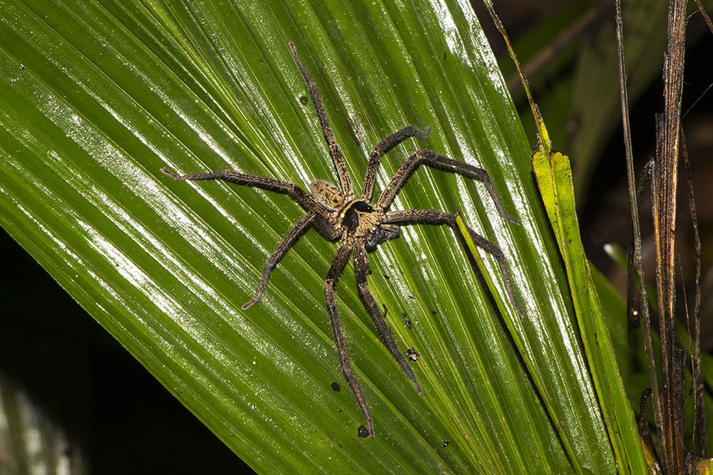 Eine Spinne während der Nachttour durch den Mulu Nationalpark