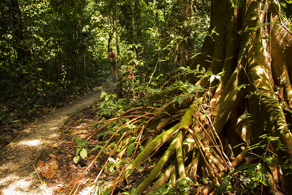 Die Wanderung entlang des Paku Valley Loops führt vorbei an uralten Dschungel-Bäumen