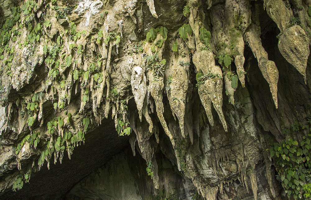 One-Leaf-Plants am Eingang zum Clearwater Cave