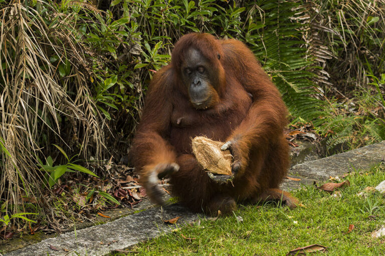 Orang-Utans im Semenggoh Wildlife Centre auf Borneo