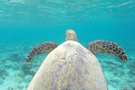 Beim Schnorcheln auf den Gili Inseln sind wir dieser Meeres-Schildkröte begegnet