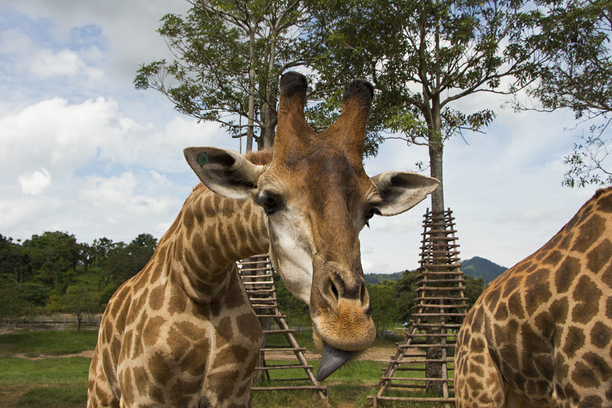 Giraffen im Singha Park von Chiang Rai in Thailand