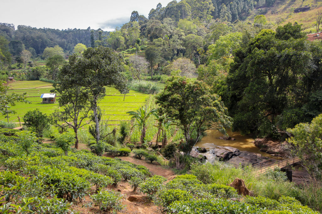 Die Wanderungen um Ella führen durch Teeplantagen und Reisfelder