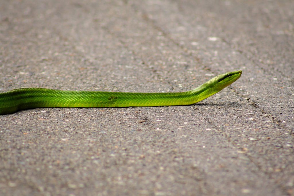 Grüne Schlange kreuzt unseren Weg auf Langkawi