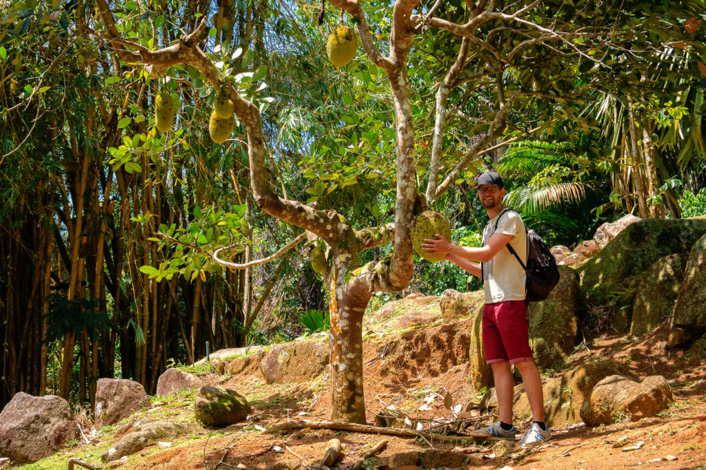 Francis bei einem Jackfrucht-Baum im Jardin du Roi auf den Seychellen