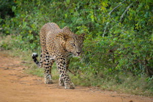 Ein Leopard in Sri Lanka