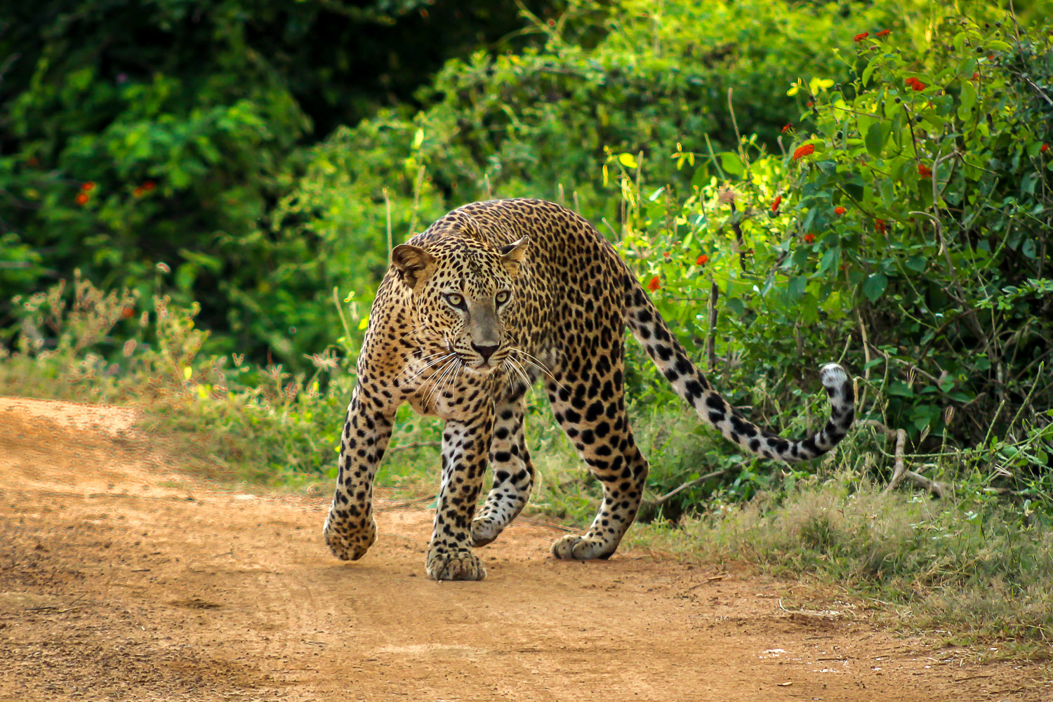 leopard safari park sri lanka