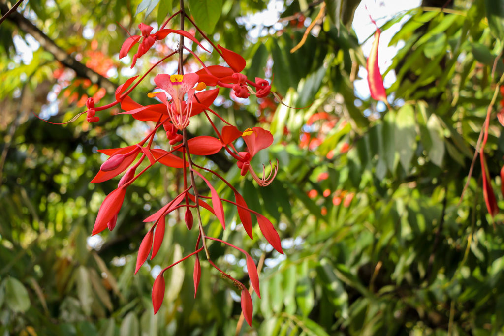Rote Blüte im Botanischen Garten von Kandy