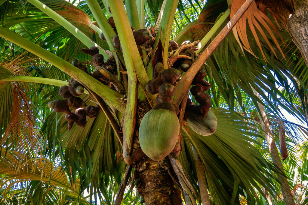 Eine weibliche Coco de Mer-Palme der Seychellen